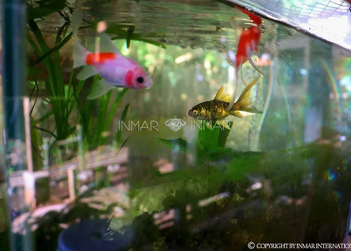 Uncle Rock's House & Diving *
